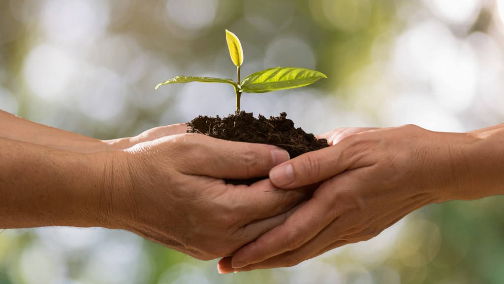 couple hands holding green plant together on bokeh background