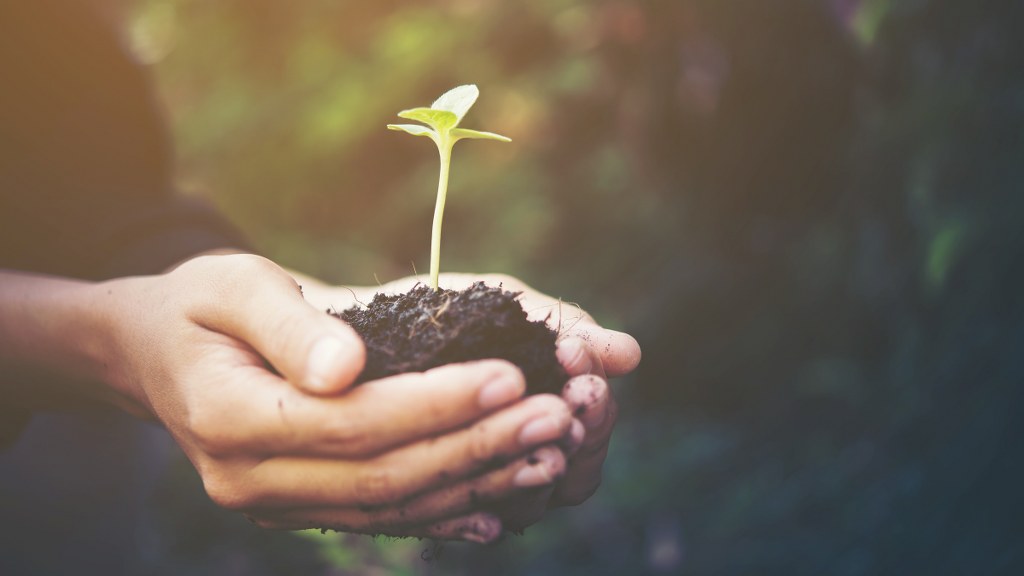 plant in hands give to the world