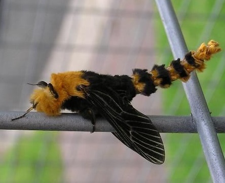 metura metura
